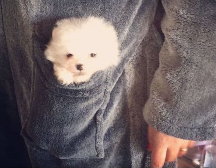 ICE WHITE POMERANIAN WITH one ( very rare ) BLUE EYE breeder image 13