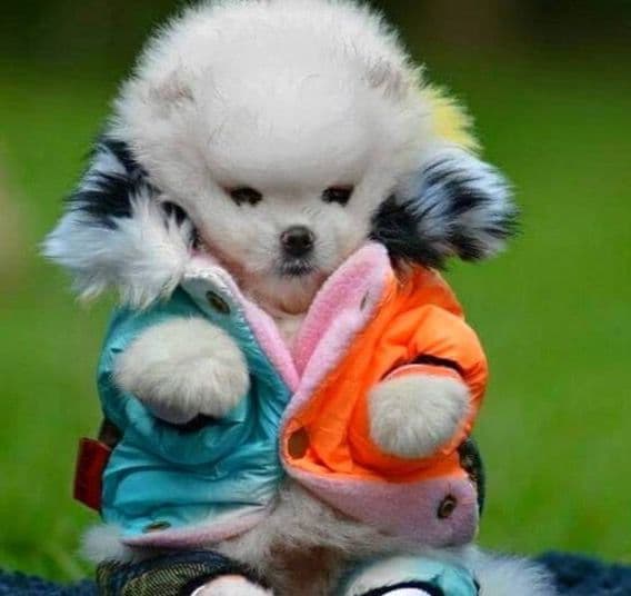 ICE WHITE POMERANIAN WITH one ( very rare ) BLUE EYE breeder image 14