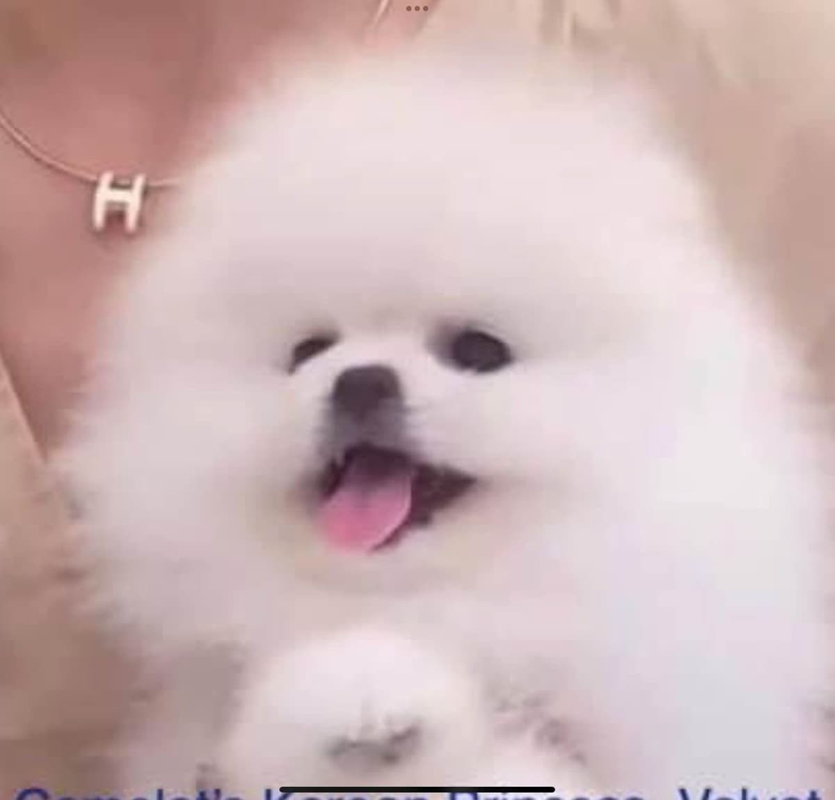 ICE WHITE POMERANIAN WITH one ( very rare ) BLUE EYE breeder image 16