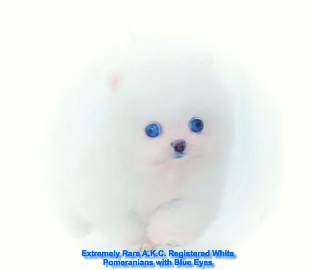 ICE WHITE POMERANIAN WITH one ( very rare ) BLUE EYE breeder image 22