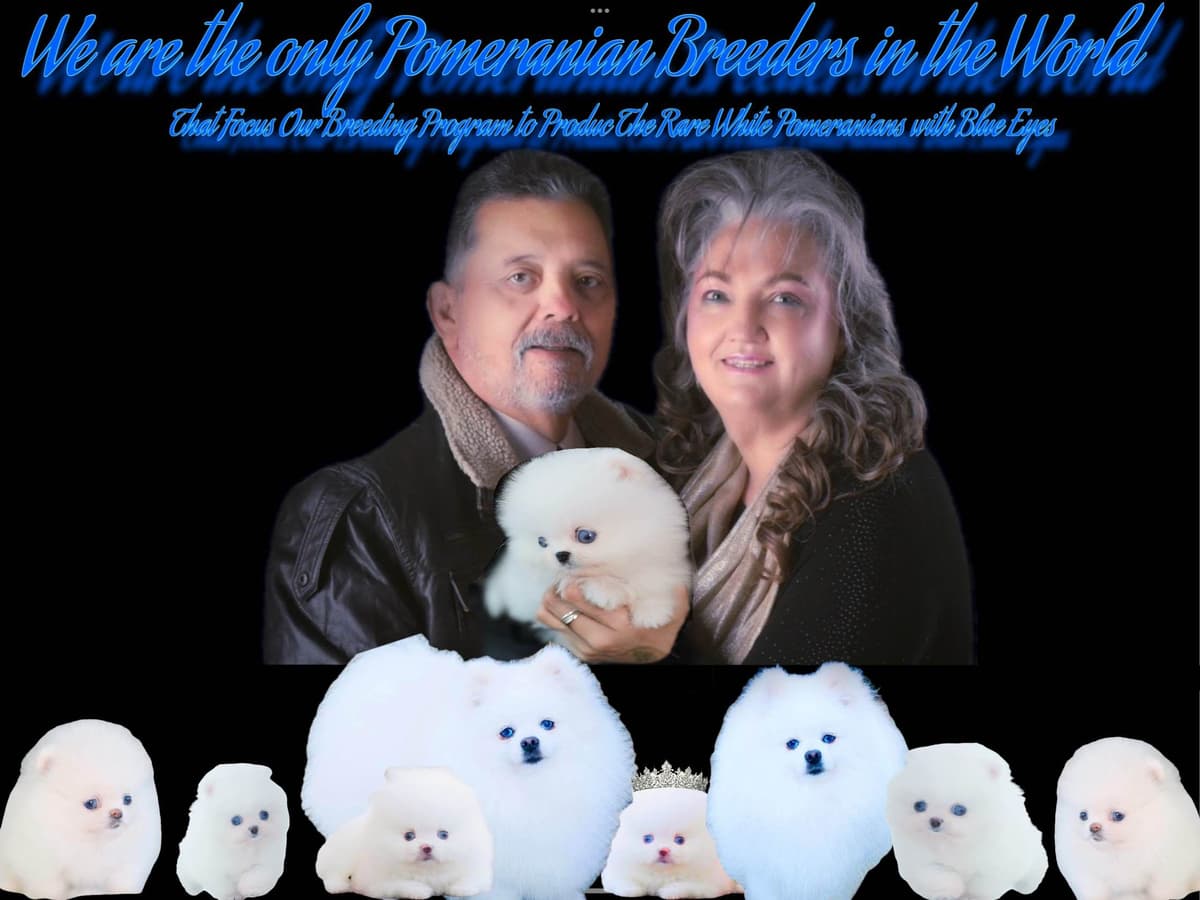 ICE WHITE POMERANIAN WITH one ( very rare ) BLUE EYE breeder image 1