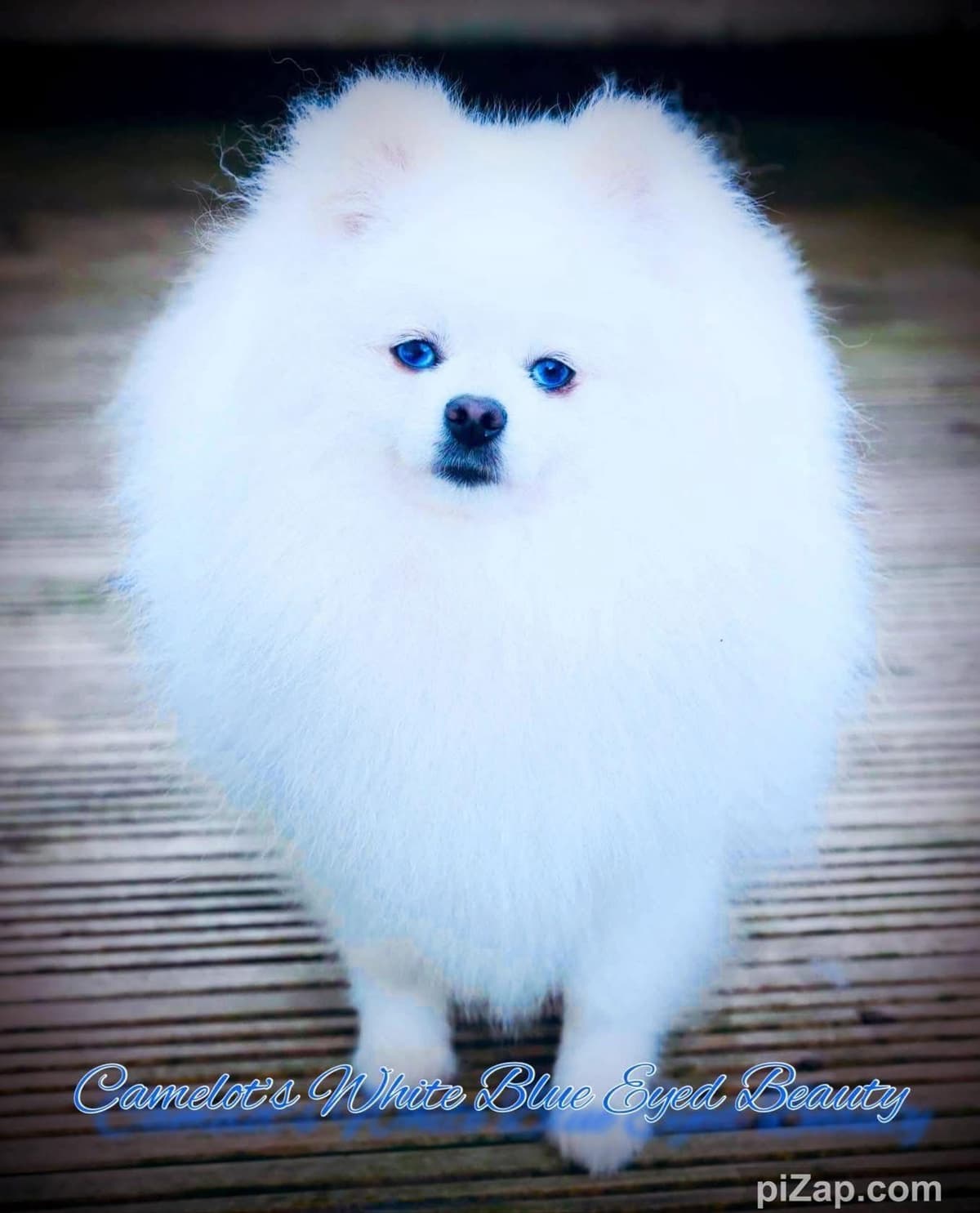ICE WHITE POMERANIAN WITH one ( very rare ) BLUE EYE breeder image 25