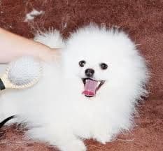 ICE WHITE POMERANIAN WITH one ( very rare ) BLUE EYE breeder image 27