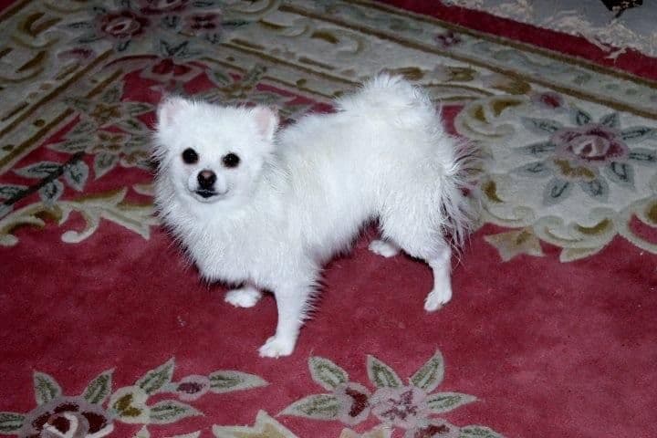 ICE WHITE POMERANIAN WITH one ( very rare ) BLUE EYE breeder image 28
