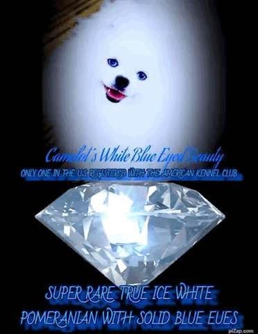 ICE WHITE POMERANIAN WITH one ( very rare ) BLUE EYE breeder image 29