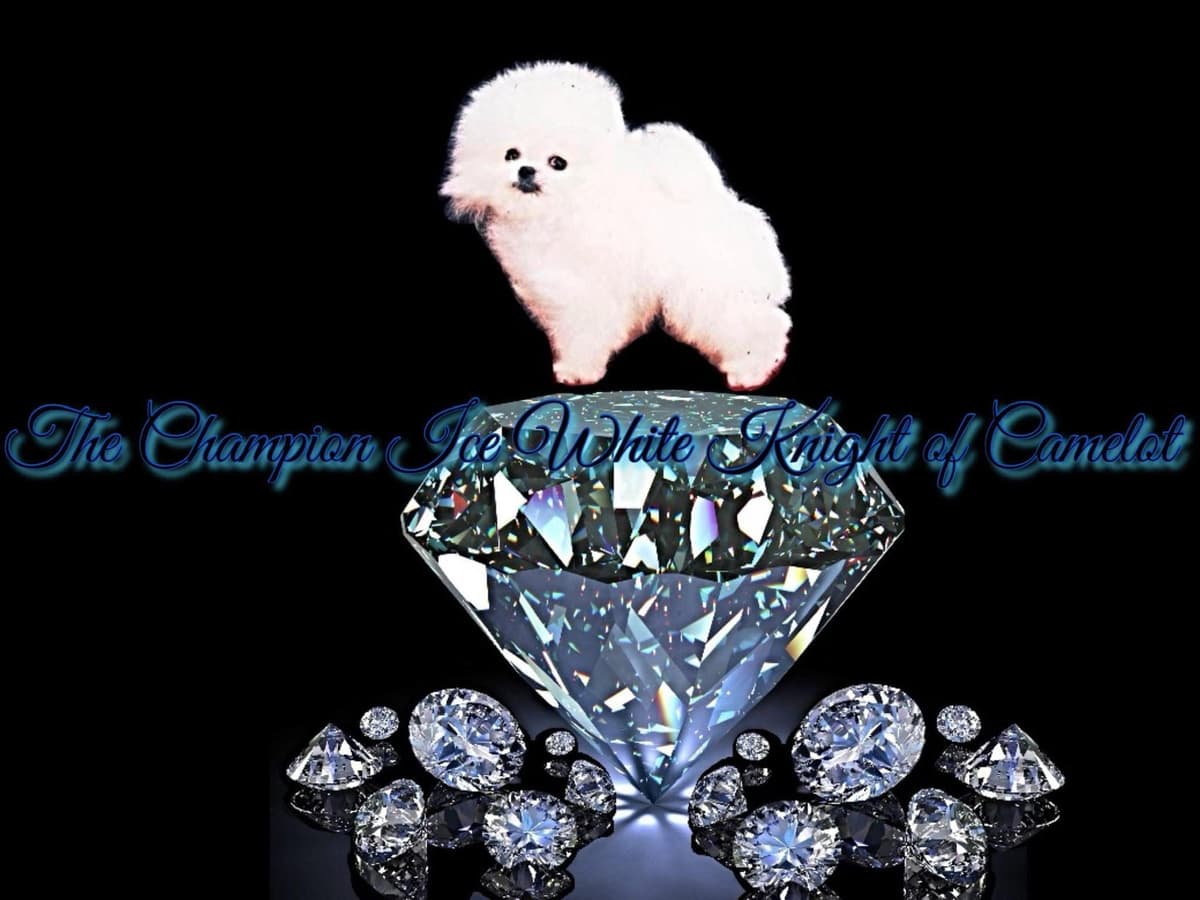 ICE WHITE POMERANIAN WITH one ( very rare ) BLUE EYE breeder image 30