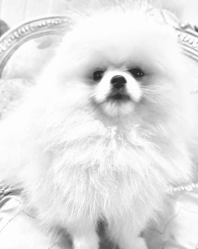 ICE WHITE  POMERANIAN WITH  one ( very rare )  BLUE EYE media 3
