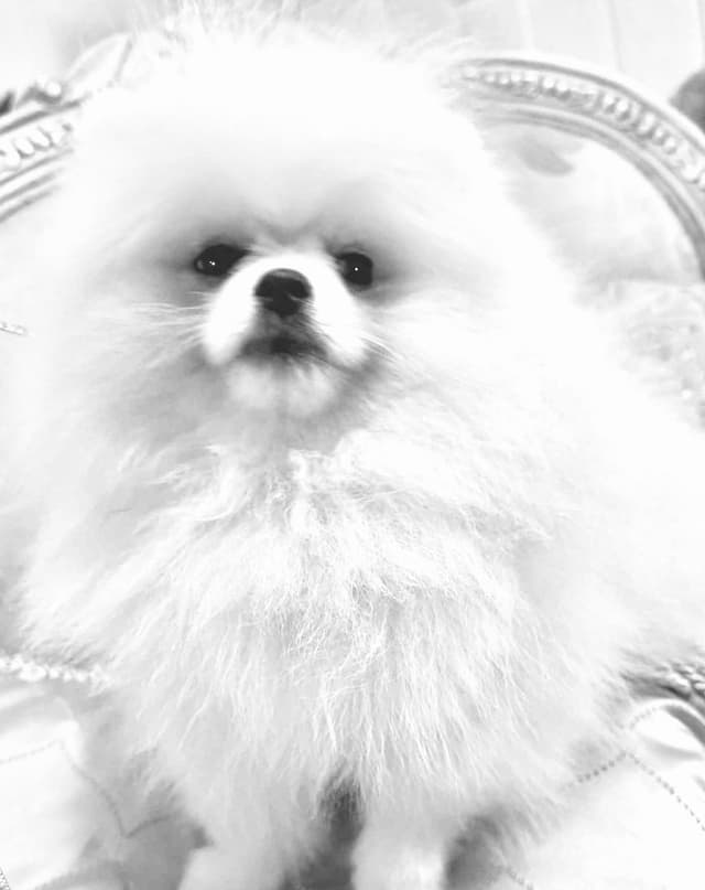 ICE WHITE  POMERANIAN WITH  one ( very rare )  BLUE EYE media 4