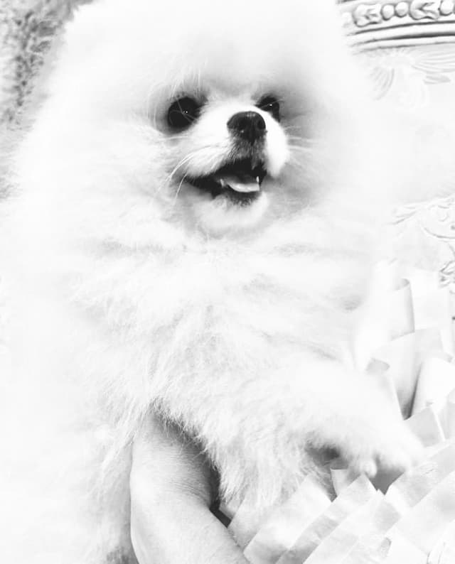 ICE WHITE  POMERANIAN WITH  one ( very rare )  BLUE EYE media 6