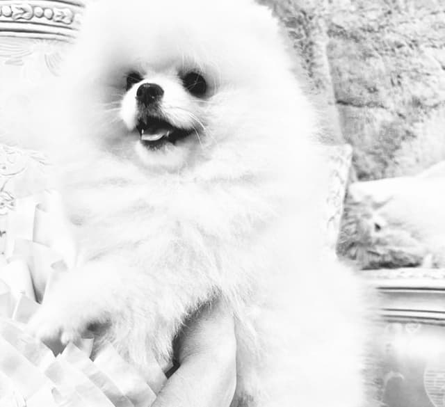ICE WHITE  POMERANIAN WITH  one ( very rare )  BLUE EYE media 7