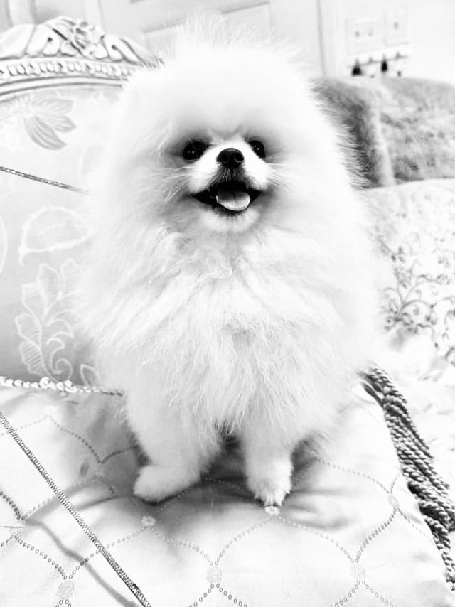 ICE WHITE  POMERANIAN WITH  one ( very rare )  BLUE EYE media 8
