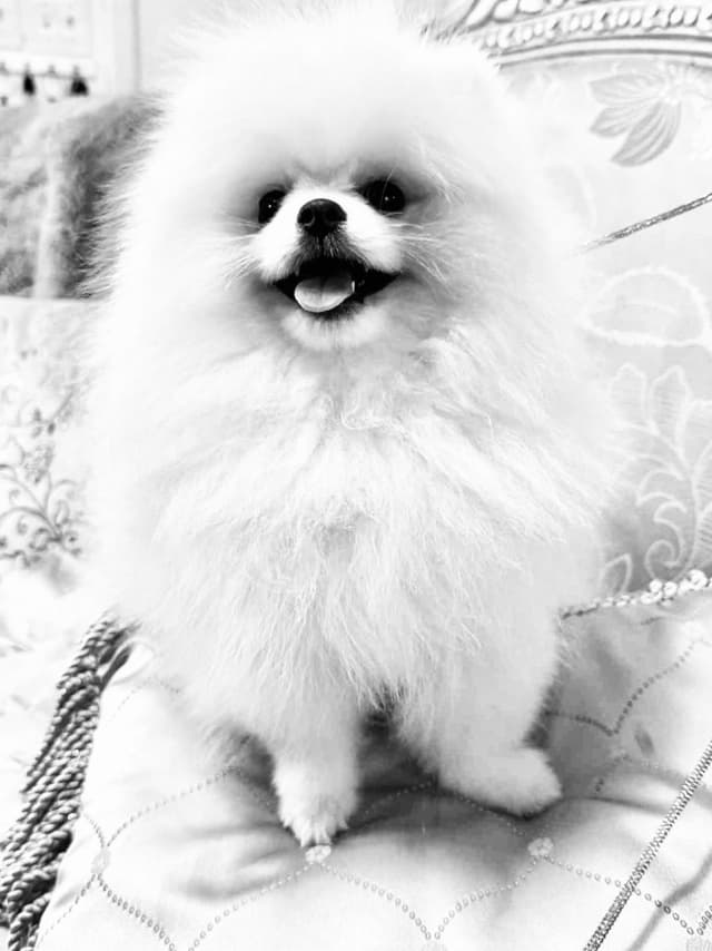 ICE WHITE  POMERANIAN WITH  one ( very rare )  BLUE EYE media 9