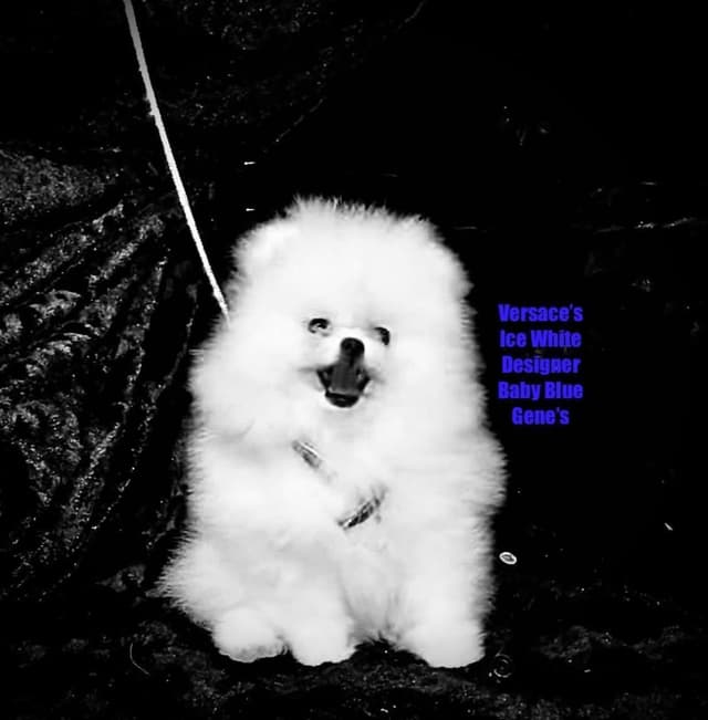 ICE WHITE  POMERANIAN WITH  one ( very rare )  BLUE EYE media 10
