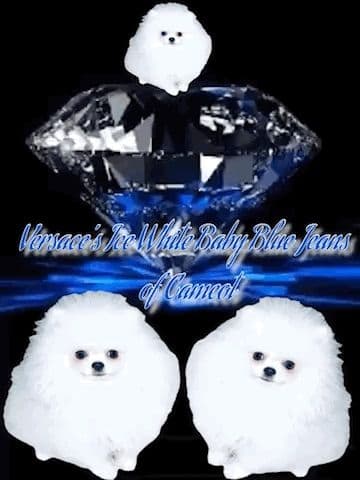 ICE WHITE  POMERANIAN WITH  one ( very rare )  BLUE EYE media 11