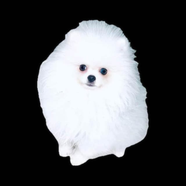 ICE WHITE  POMERANIAN WITH  one ( very rare )  BLUE EYE media 12