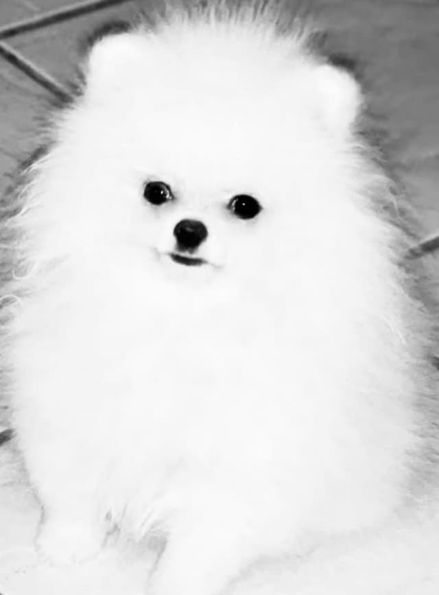 ICE WHITE  POMERANIAN WITH  one ( very rare )  BLUE EYE media 13
