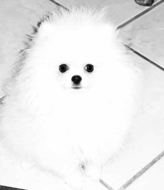 ICE WHITE  POMERANIAN WITH  one ( very rare )  BLUE EYE media 14