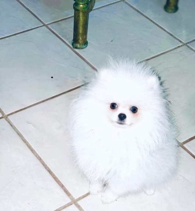 ICE WHITE  POMERANIAN WITH  one ( very rare )  BLUE EYE media 15