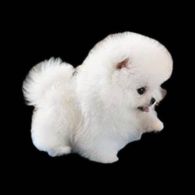 ICE WHITE  POMERANIAN WITH  one ( very rare )  BLUE EYE media 16