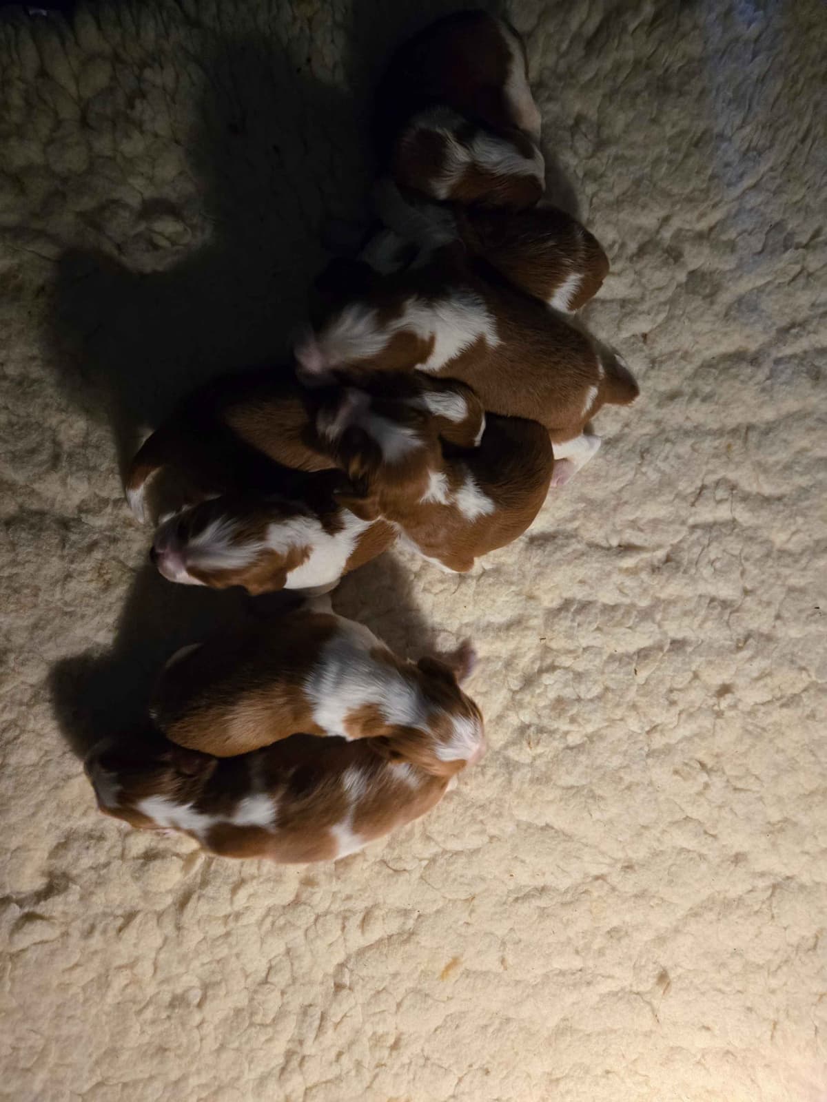 Welsh Springer Spaniel Puppies breeder image 4