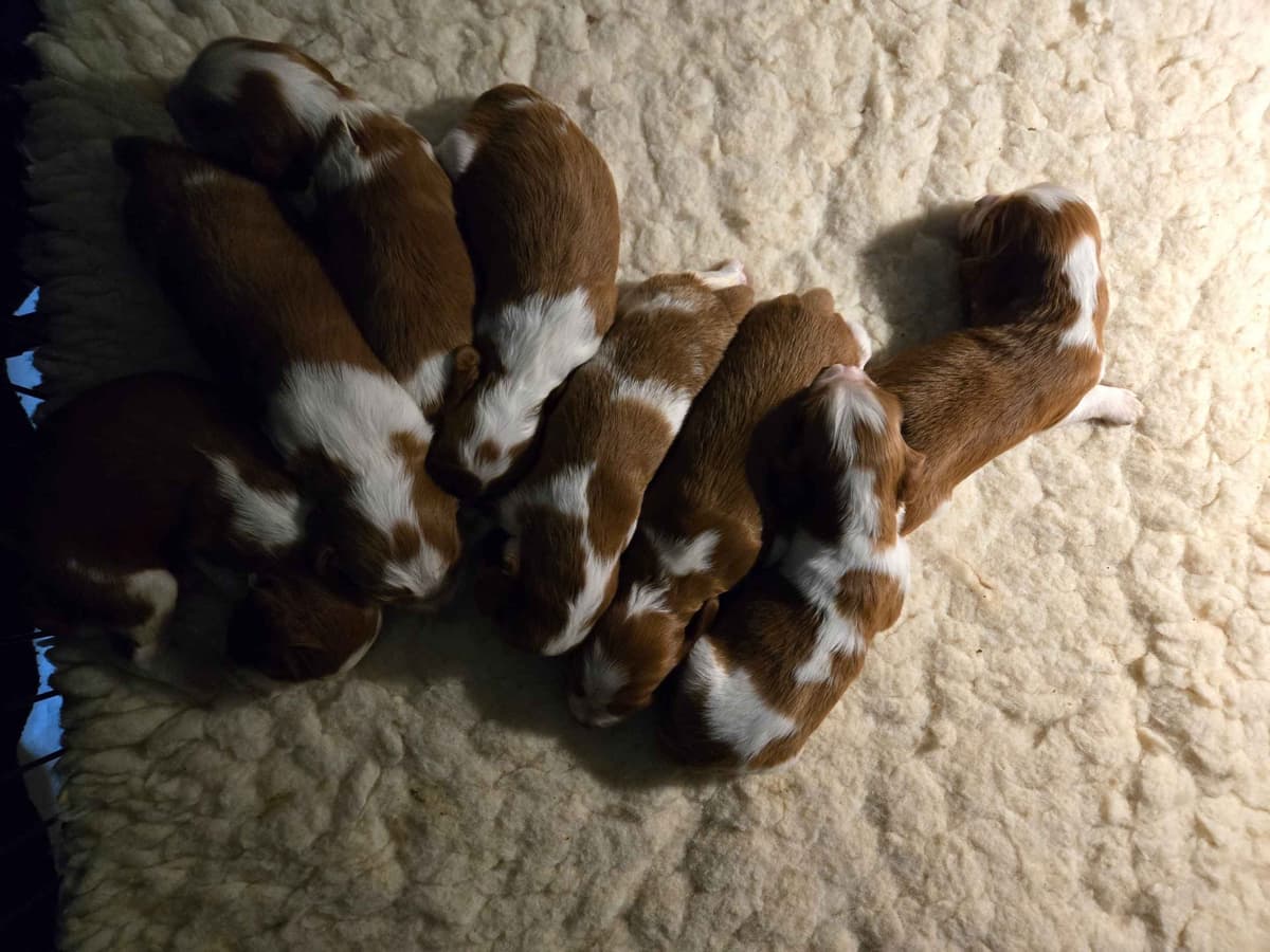 Welsh Springer Spaniel Puppies breeder image 3