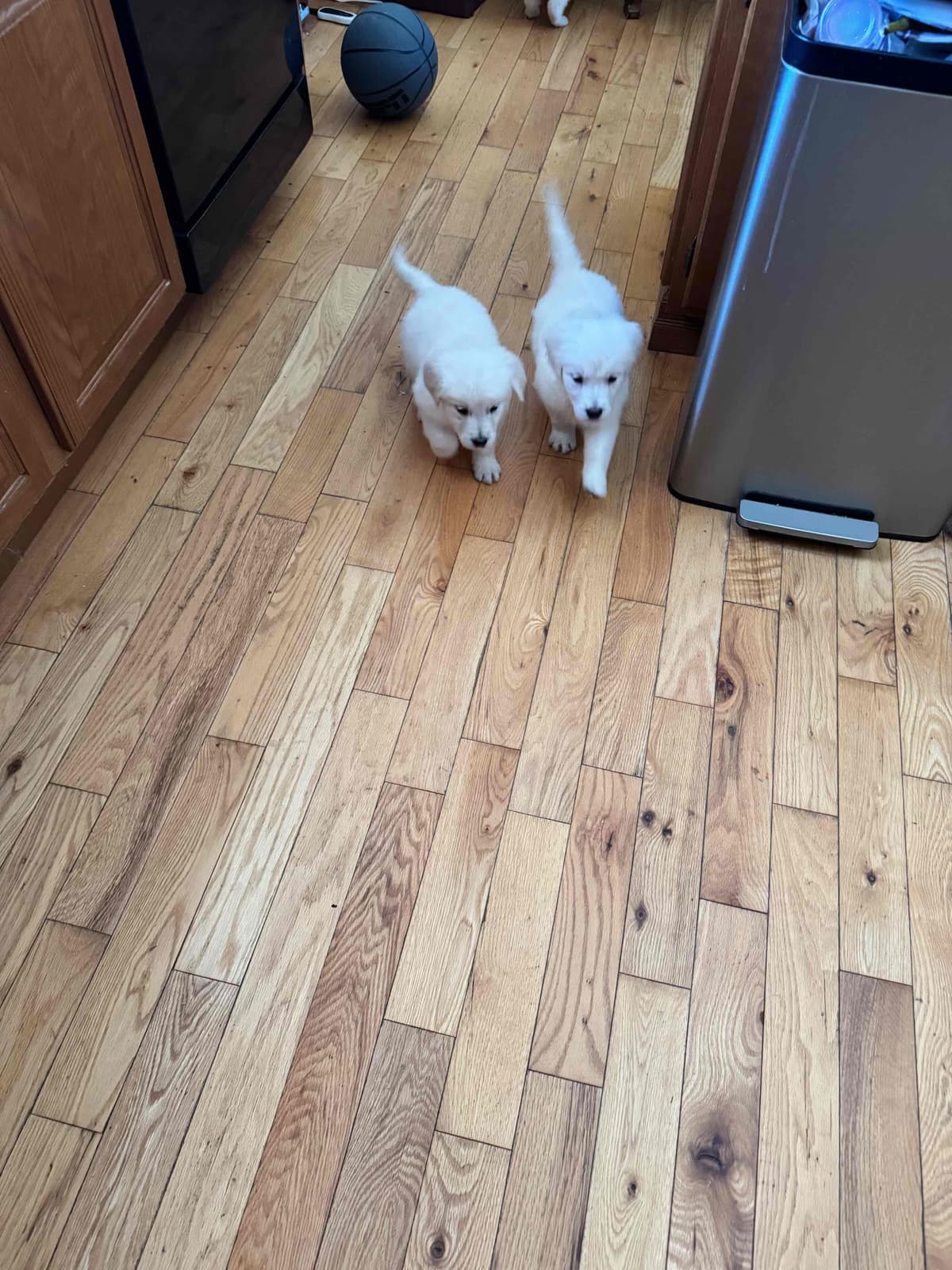 One Boxer Girl left breeder image 5