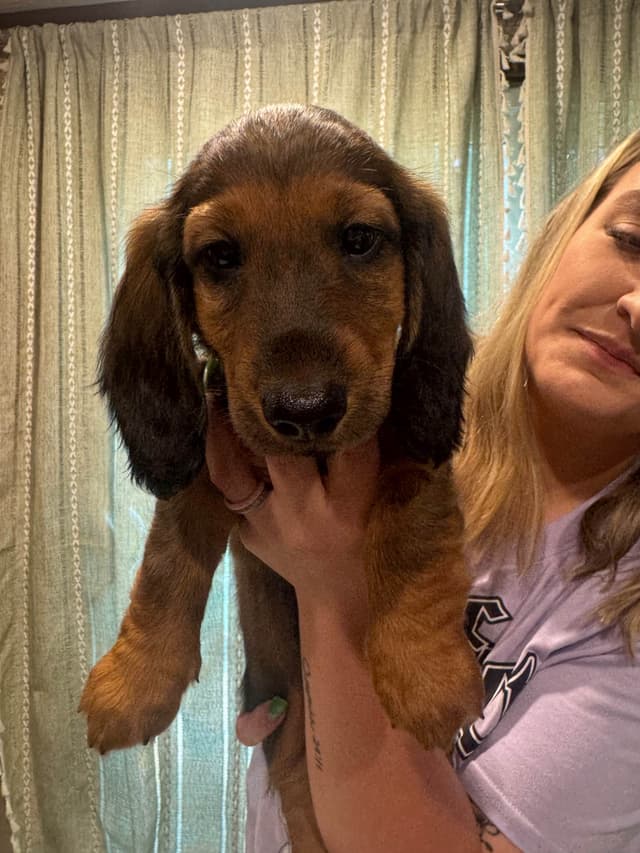Dachshund Puppies media 2