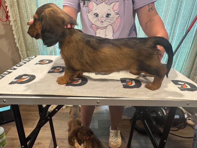 Dachshund Puppies media 3