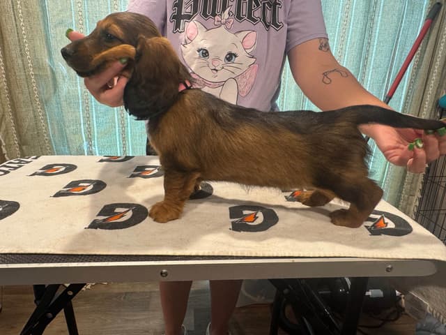 Dachshund Puppies media 4