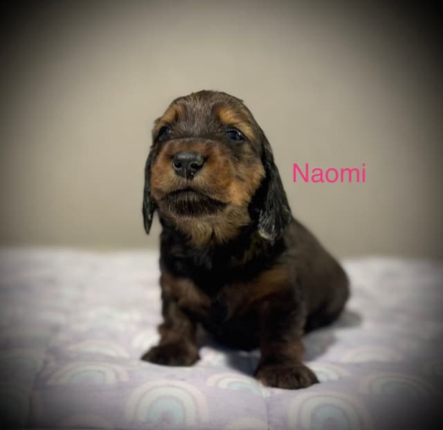 Dachshund Puppies media 5