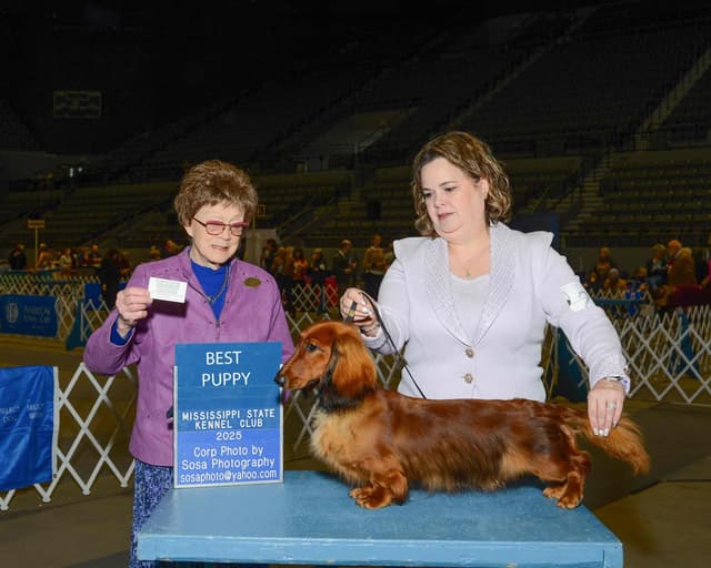 Dachshund Puppies media 6