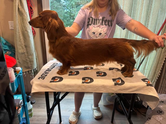 Dachshund Puppies media 8