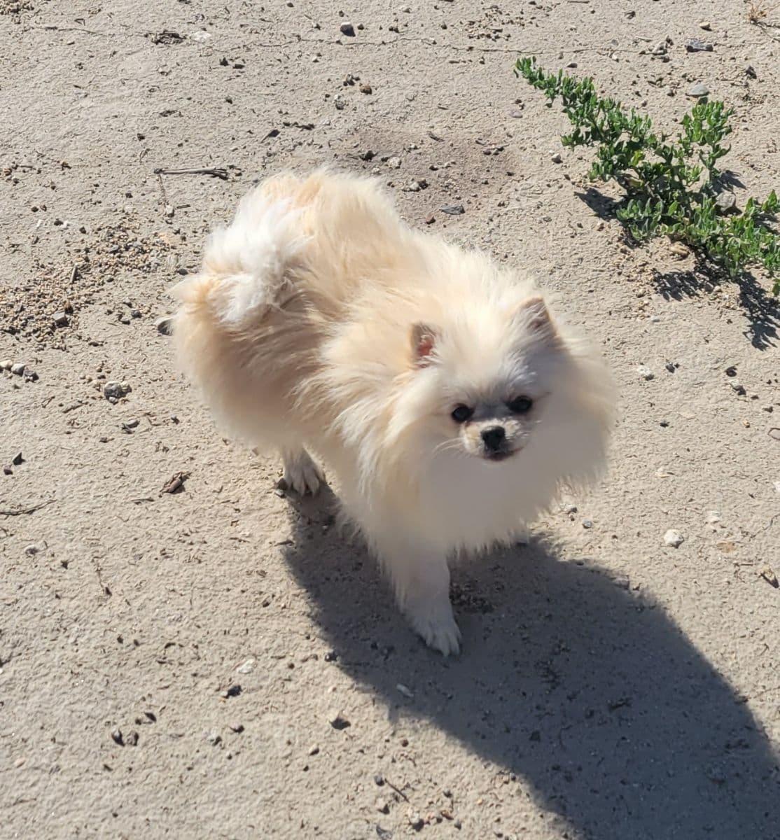 Pomeranian Puppies breeder image 7