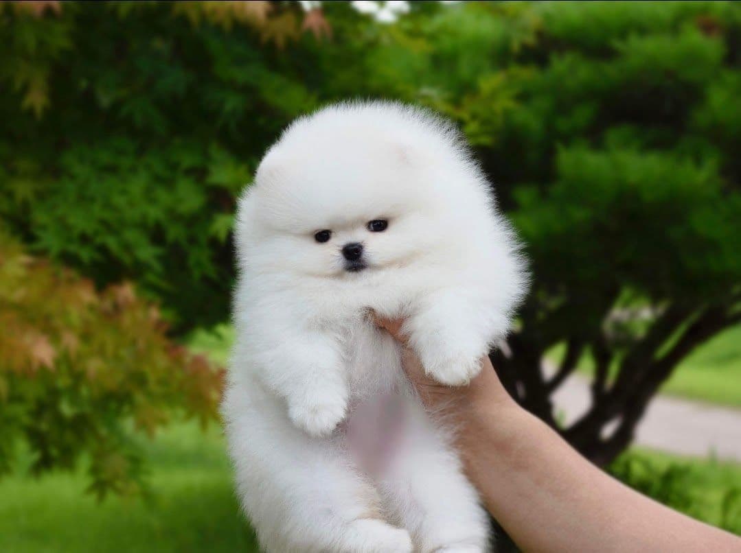 Pomeranian Puppies breeder image 8