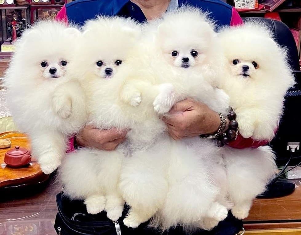 Pomeranian Puppies breeder image 9