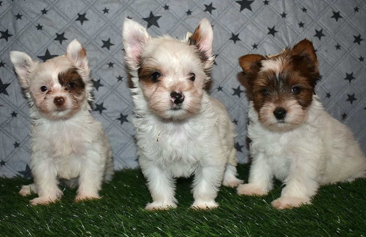 Pomeranian Puppies breeder image 10