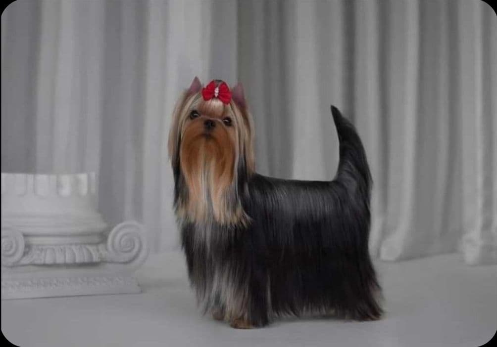 Pomeranian Puppies breeder image 14