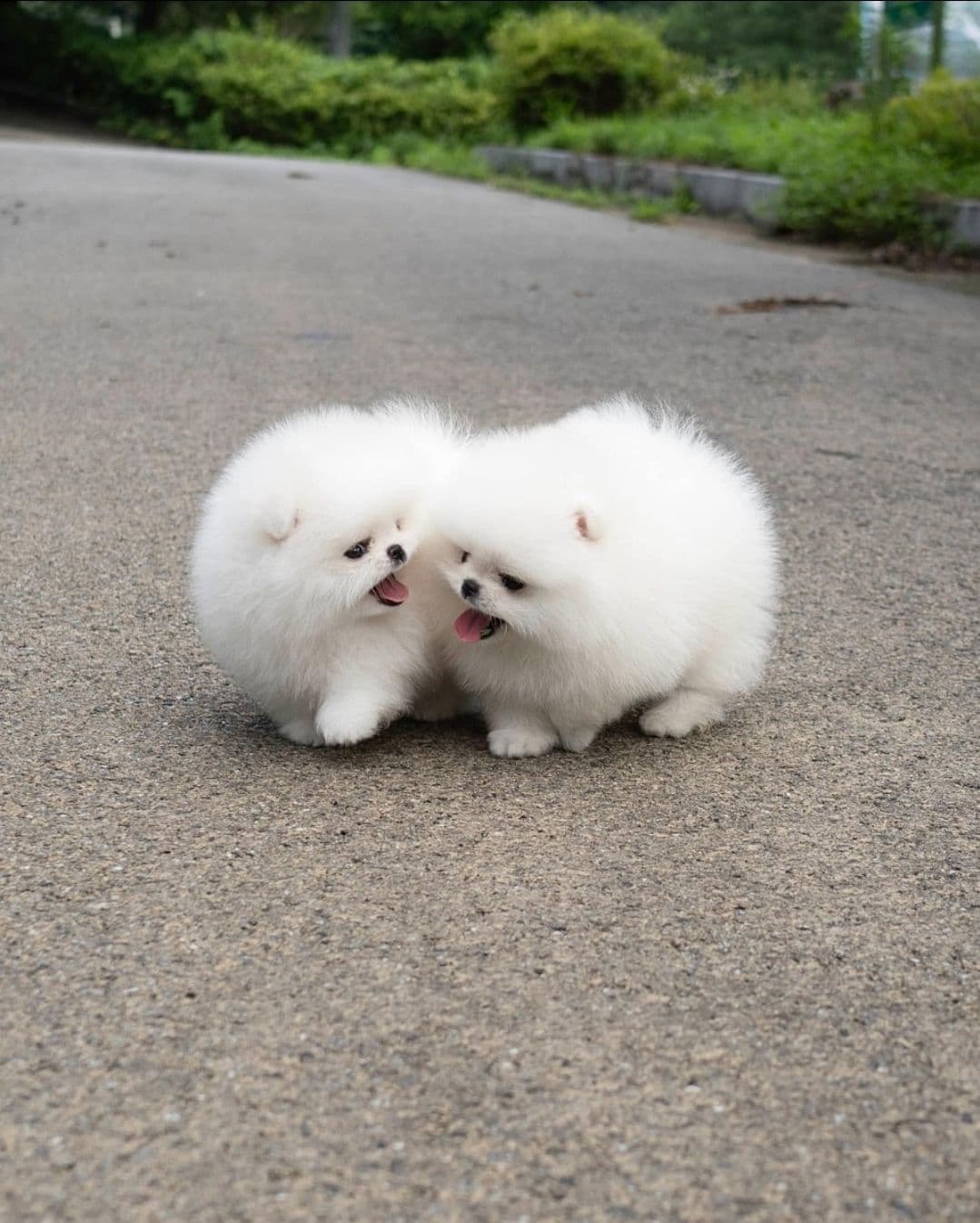 Pomeranian Puppies breeder image 24