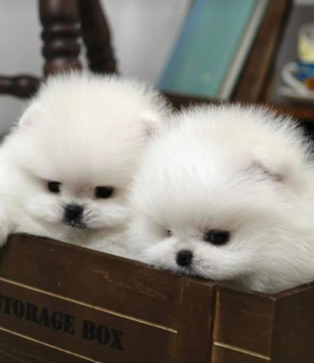 Pomeranian Puppies breeder image 23