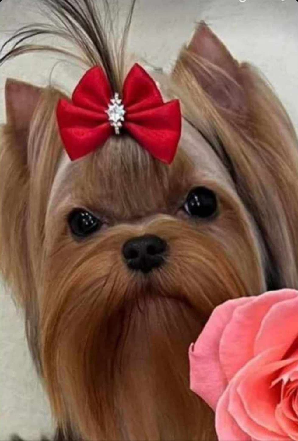 Pomeranian Puppies breeder image 25