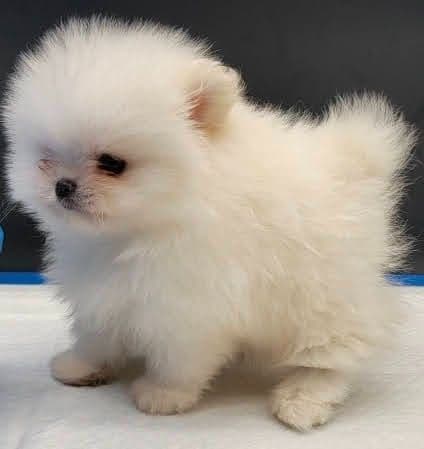 Pomeranian Puppies media 3