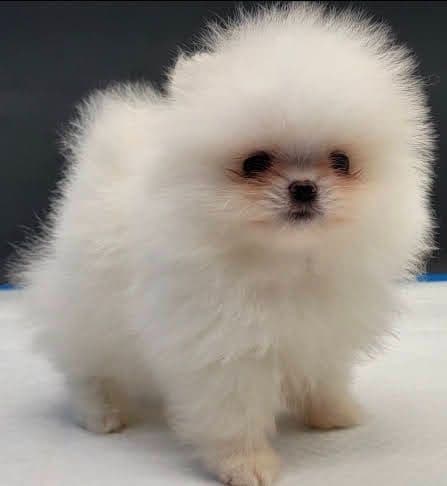 Pomeranian Puppies media 4