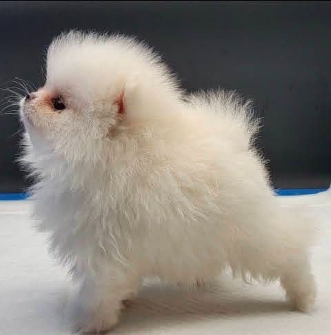 Pomeranian Puppies media 7
