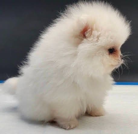 Pomeranian Puppies media 6