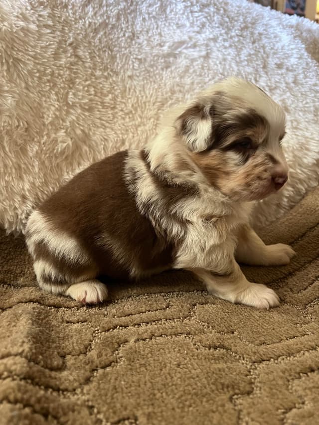 Australian Shepherd Puppies media 2