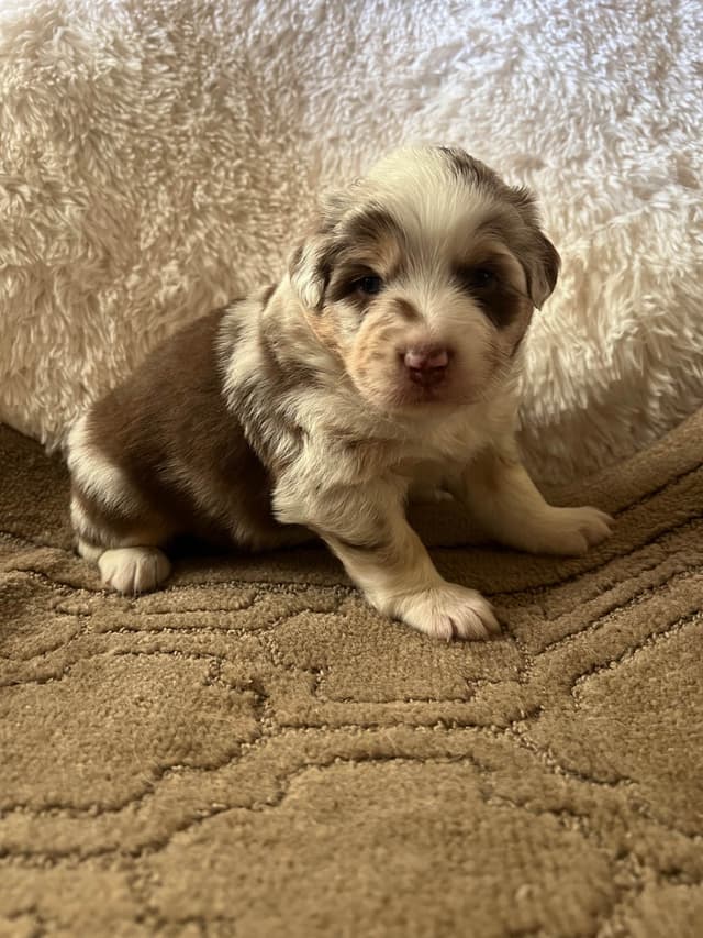 Australian Shepherd Puppies media 3