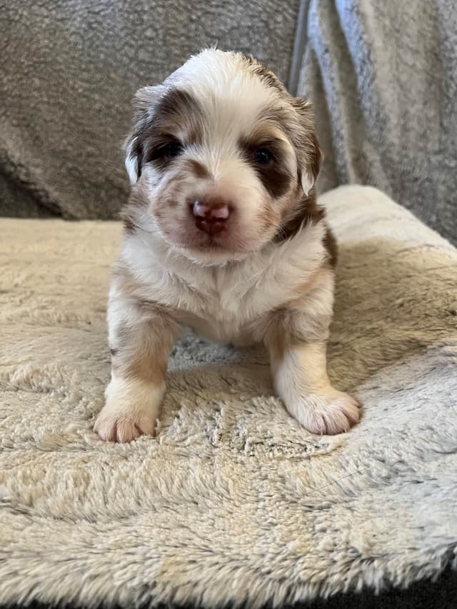 Australian Shepherd Puppies media 4