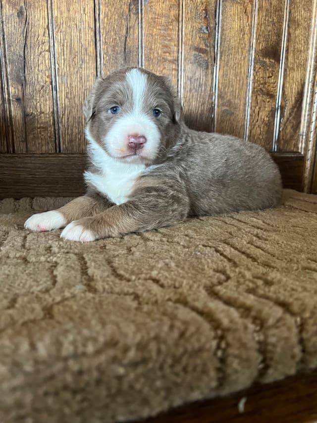 Australian Shepherd Puppies media 5