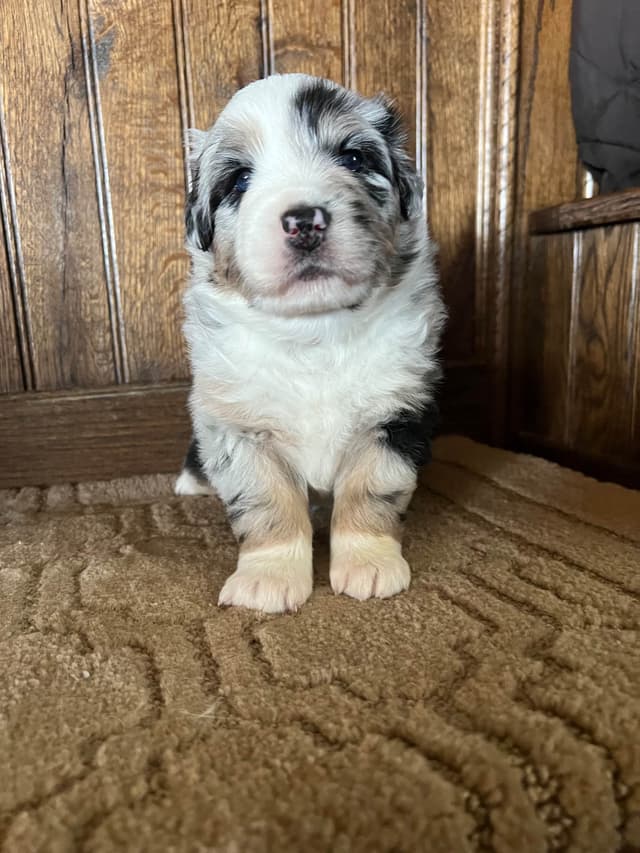 Australian Shepherd Puppies media 6