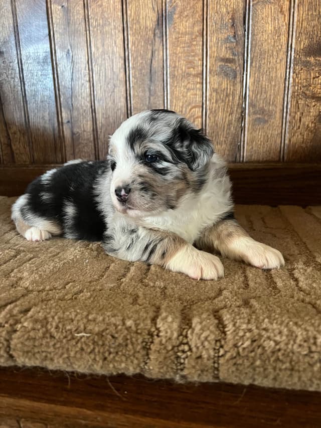 Australian Shepherd Puppies media 7